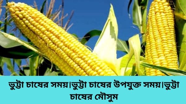 ভুট্টা-চাষের-সময়