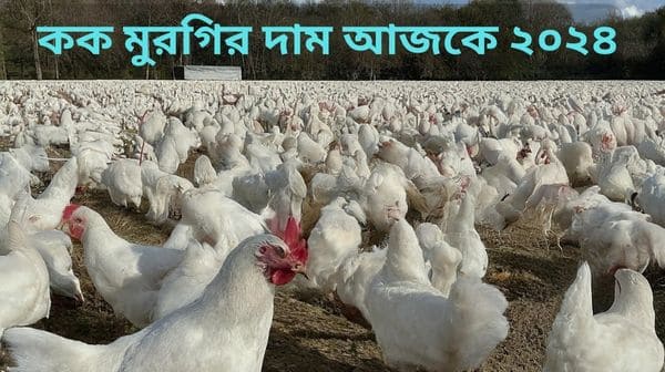 কক মুরগির দাম ২০২৪