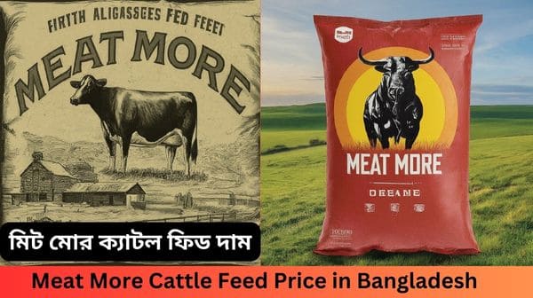 meat more cattle feed price in bangladesh