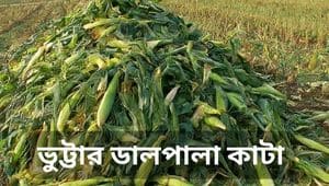 সাইলেজ তৈরির পদ্ধতি চিত্র